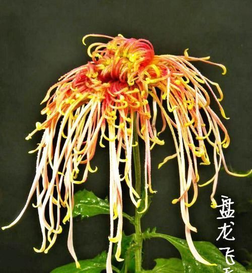 『玫瑰』喜欢玫瑰,不如养盆“优良菊花”盘龙飞天,似祥龙翱翔,高贵威武