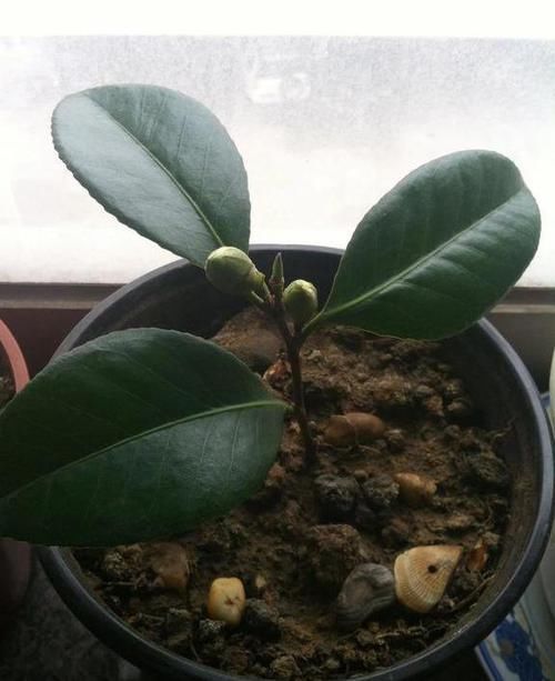 疏松透气■茶花扦插,就用“此”方法,插一盆活一盆,蹭蹭长不停,成活率高