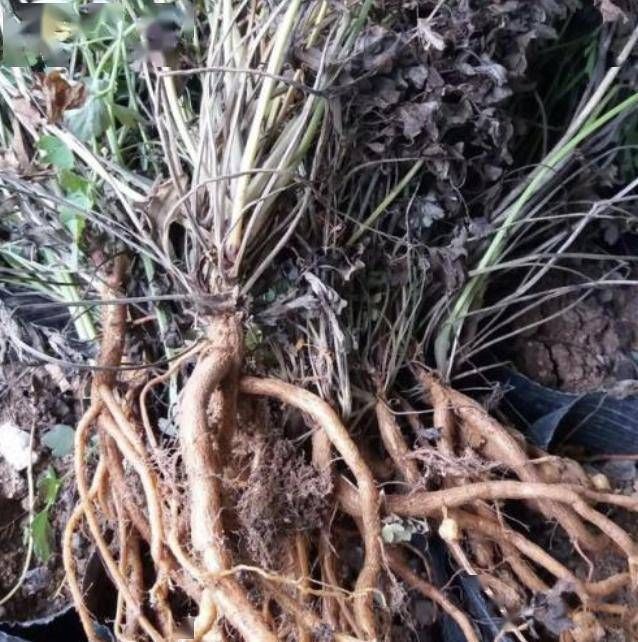 此种■此种草有臭味,被称为“岩黄连”,在山上遇见它,请别挖走,珍贵