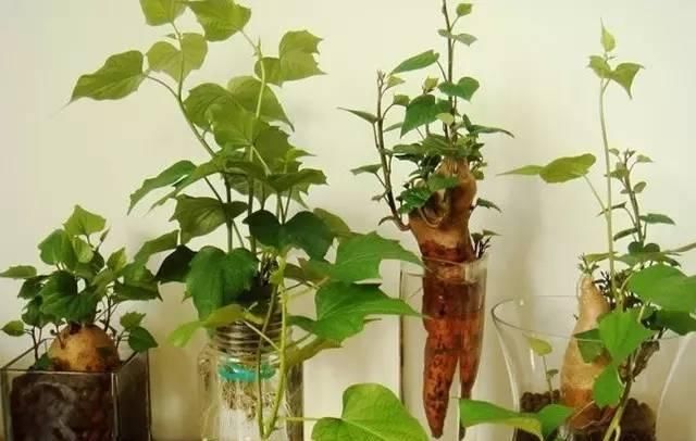  【家里】家里也能绿意盎然，把吃剩的菜种成“花”，简单方便可好看！