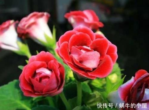 「扦插」适合立夏后扦插的4种花，气温高生根快，到了最热时花满枝头
