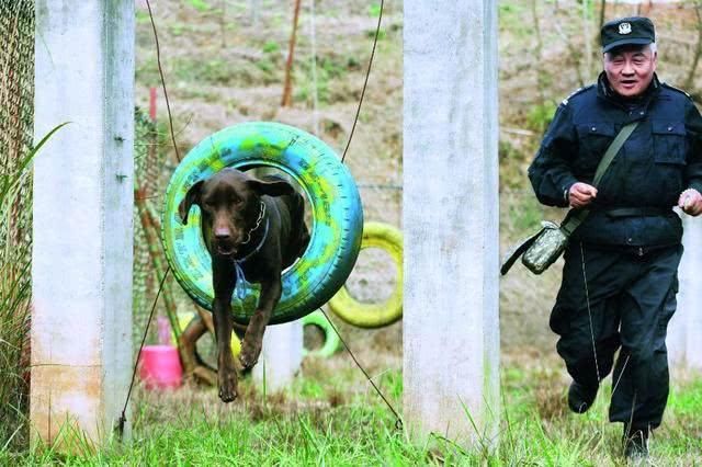 网传福州警犬事件，引爆大家的朋友圈，幸好官方及时辟谣!