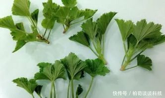 『扦插』春天种花3种,枝条沾土就生根,阳台变花