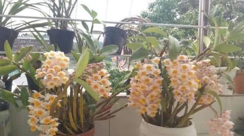 「专属」父亲专属特有之花,石斛花,父亲节送父亲的专属花