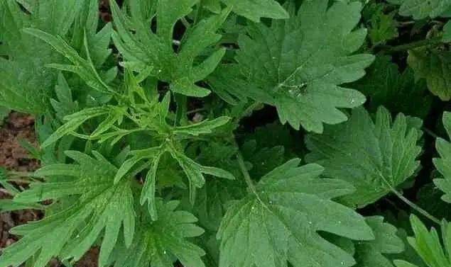 「有大」家里养3种花草,有大作用,既能观赏,驱蚊效果还非常好