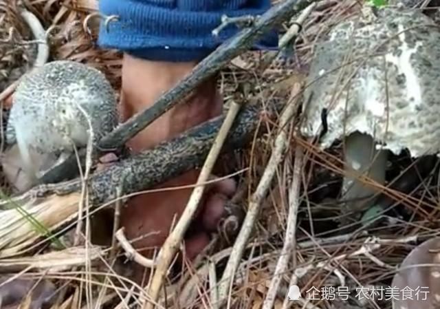 农村松树林里独有的山珍，如今要靠人工种植，野生的一斤120元