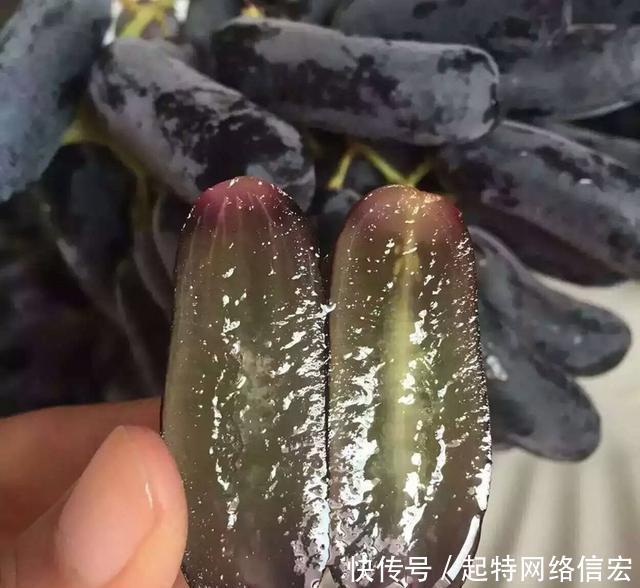  蓝宝石葡萄：家有空地的，这种果树要种一棵，见土就活，产量高