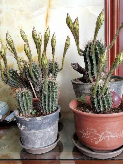  『竟然』仙人球竟然是“开花机器”？你的不开花？养错了吧