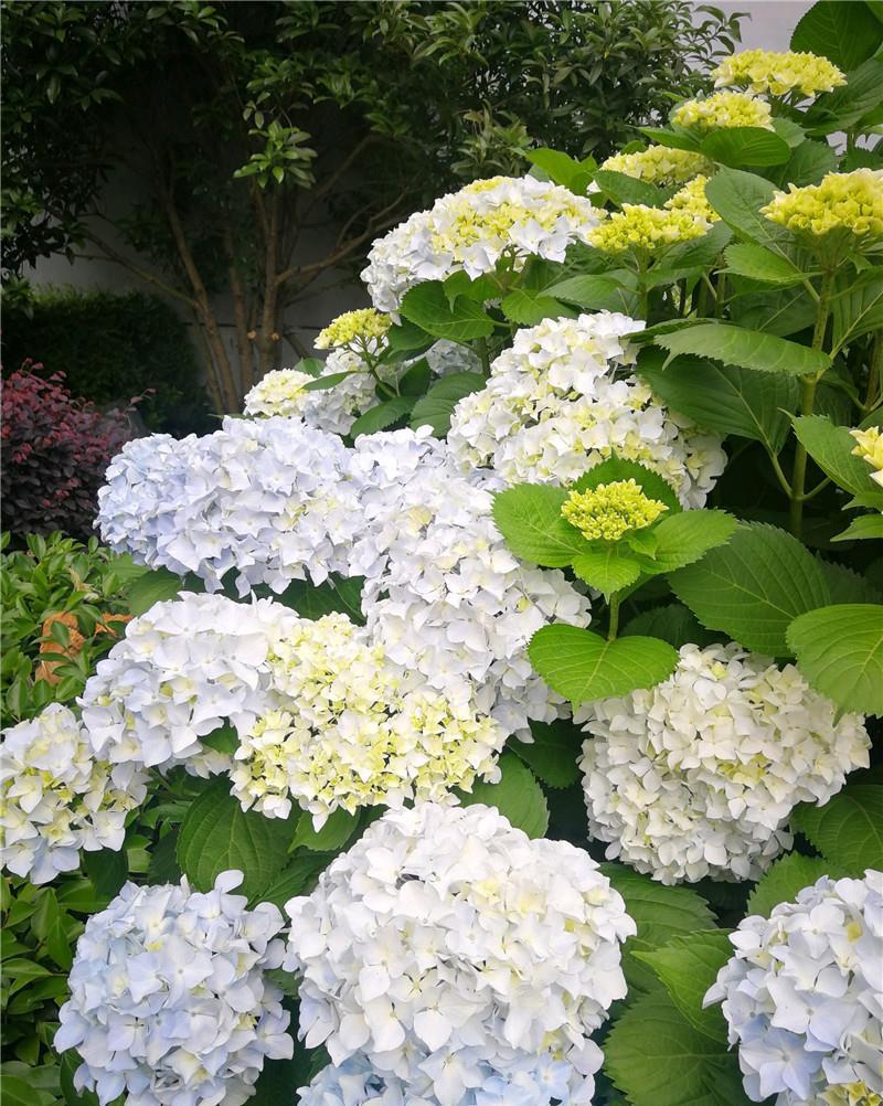  家里的绣球：8年绣球花，身高1米6，年年“剃头”花更爆，养成“镇宅花”！