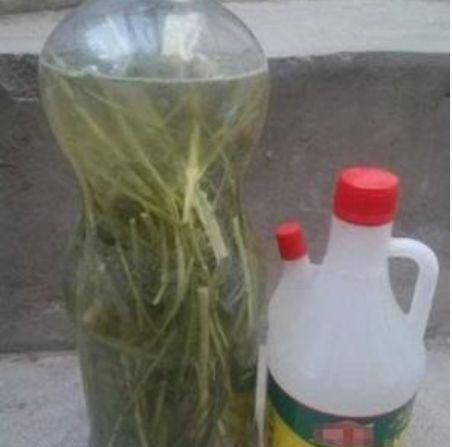  【植物生根】张大姐养花8年,把花种在“泡沫箱”里,阳台变成小花园,好看!
