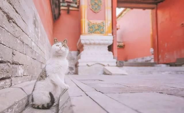 一年 30 多趟故宫，只为拍摄超赞「故宫猫咪图籍」！