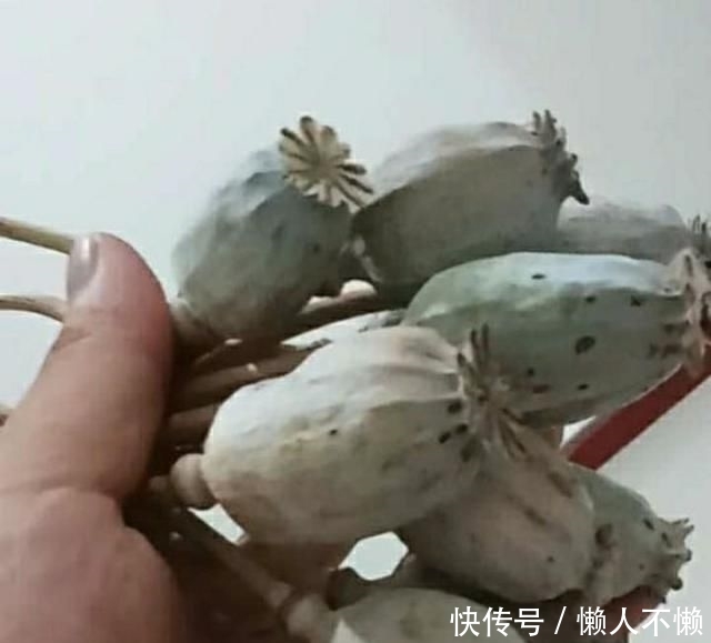「扦插」虞美人可以打顶和扦插吗?怎么做?