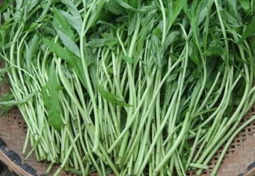  [喜欢吃]这几种植物常被误会为“野草”，却不知是芳香野菜，不去采摘就“亏”了！