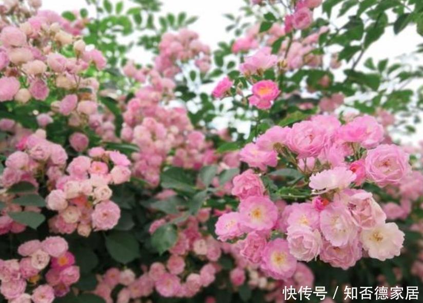 『家里』4种花,堪称“开花机器”,花期长、花量大,家里变花园!