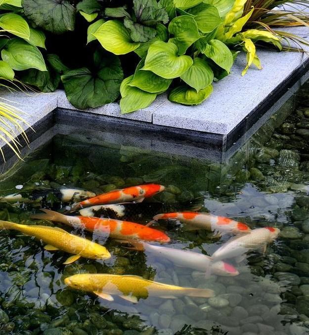 为什么中国人的院子都喜欢做一个鱼池? 原来有这些优点