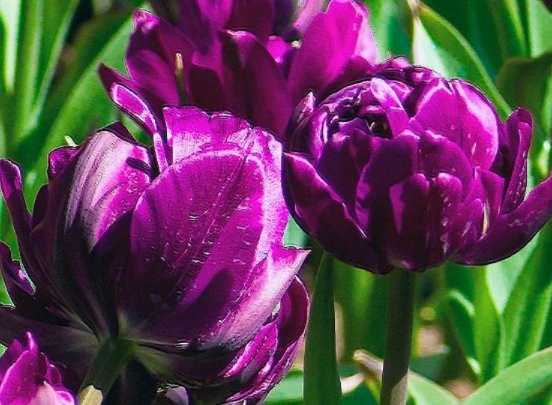  『漂亮』懒人想养花，不妨试试这些不死花，漂亮又好打理，花开繁盛惹人爱