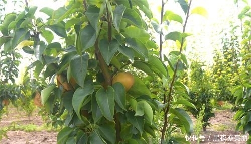  [种植大户]农民投200万种植果树，4年才开始见效益，亲戚朋友全