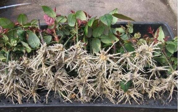  扦插■5种“生根水”，家家都有，不花1分钱，扦插花卉“7天”生白根