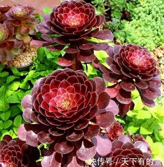  丽姐|丽姐说花卉：多肉植物容易掉叶子怎么回事？