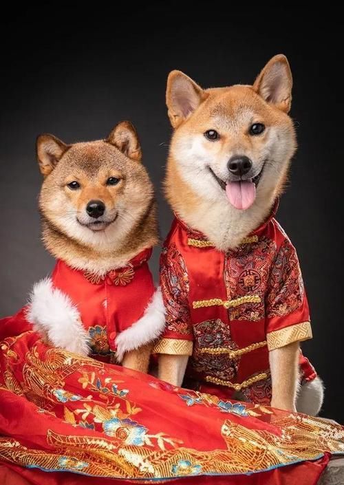  婚纱照：这对柴犬情侣婚纱照甜到爆，背后的故事羡煞一众单身狗