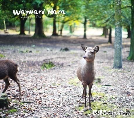  「祈福的灯笼」DAY2日本深度自由行之大阪都门奈良城崎旅行日记
