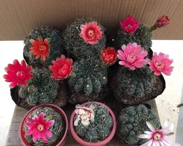  反而■5种花要“穷养”，小花盆，少浇水，反而越长越好