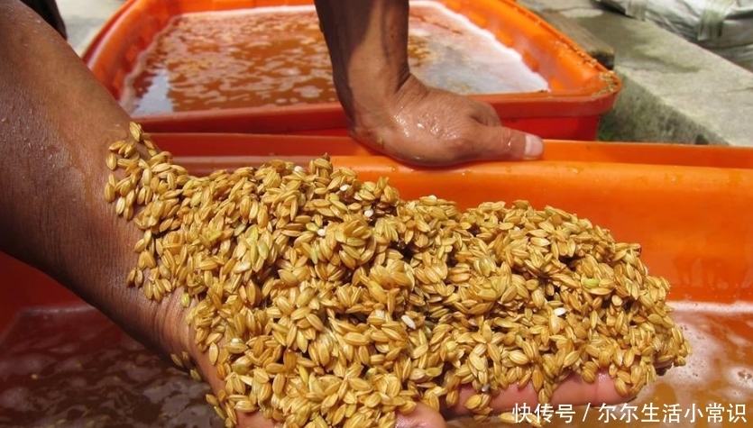  「收益」农村这4个创业项目，投资小收益大，农民朋友不妨考虑一