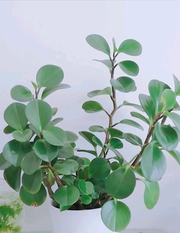  「免得」6种花一长高就剪，免得不开花！