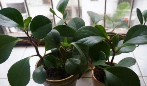『此种』此种绿植堪称'二手烟的克星',修剪勤冒芽快,1根枝条变1盆