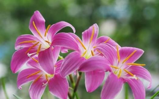  #识货#“识货人”都爱养4种花，打理简单，花期长花色艳，开花超漂亮