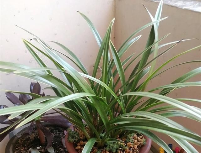  好根■想要兰花状态好，养好这个部位，姿态优雅更迷人