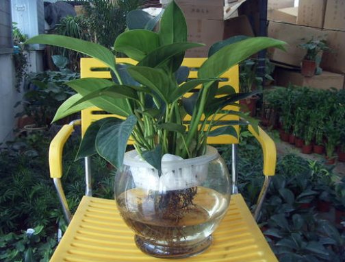  「烂根现象」乡间趣事！水培植物易烂根？做好这“4点”，根系嗖嗖长，叶片绿油油