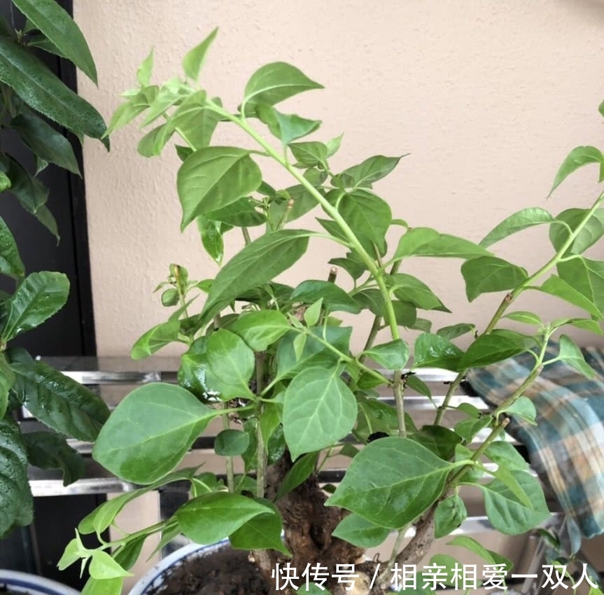  『三角梅』三角梅不开花，是公树母树的原因吗？虐待一番，开成“大花树”