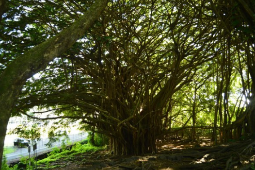 三大“世界之最”的树最贵、最硬、最毒,全都在中国!