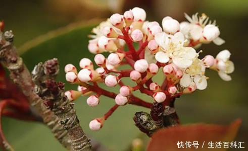  #口诀#开春养花，参考4句“口诀”，学会了花草“嗖嗖长”，不愁养不旺