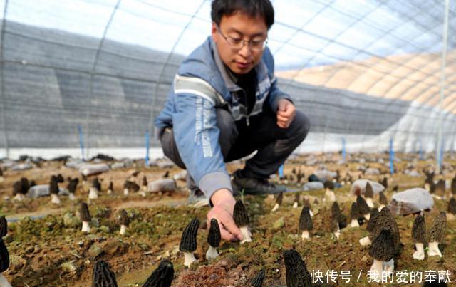  人工种植@它被称“陆地鱼”，生命力很顽强？只是太过珍贵，市场