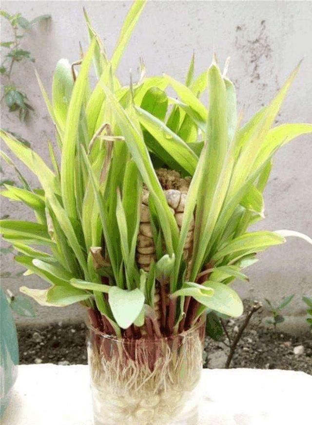 「豌豆」家里的豌豆花生,拿出几颗,也能养成盆栽!