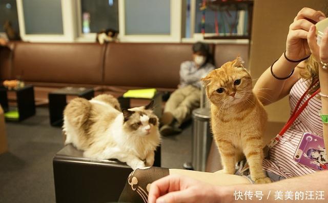  【独自】当猫咪独自在家时，爱做三件事，第一件事会让你非常的感动！