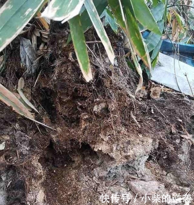  [花钱]农村大哥，专门挖这种土养花，不花钱开花真旺！