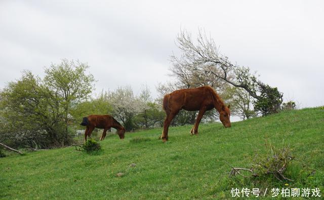 都说伊犁风光好，赛里木湖见真章