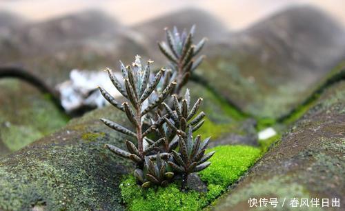 秀气|山上一种秀气多肉,养一棵繁殖出好几盆,邻居朋友都有了