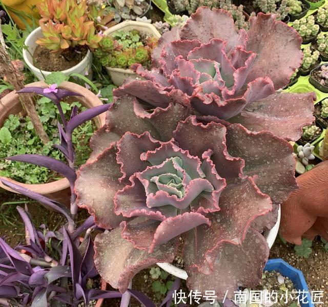 『女王』6年的女王花笠,长成“大波浪”,老桩拇指粗,成了镇宅宝贝