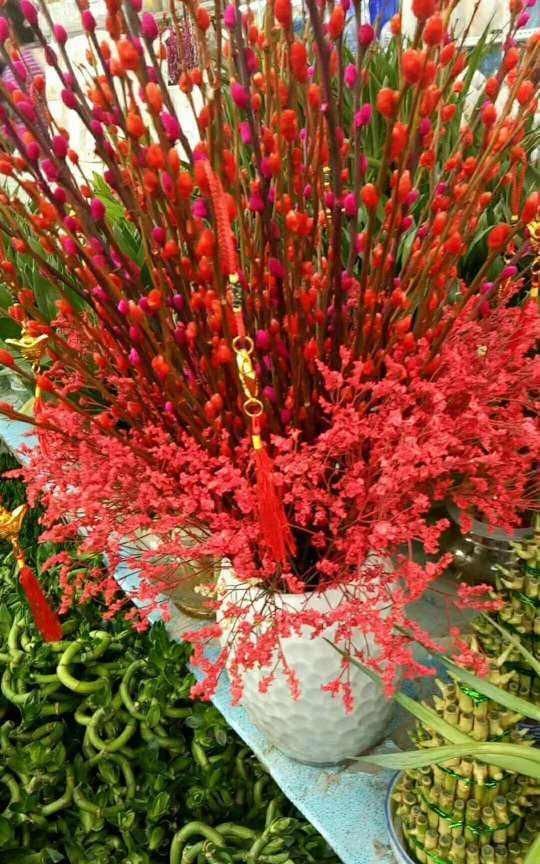  「假花」都说它是假花，没想到喂点水，就能开满枝！