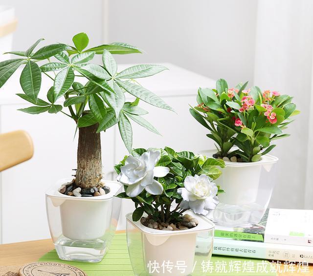  土里■这些根本不用打理的绿植，随意往土里一丢即可长出花园，你养过吗！