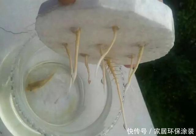  『玉米棒子』小清新的绿植盆栽，花生、玉米都能做！种子盆栽就是这么简单！
