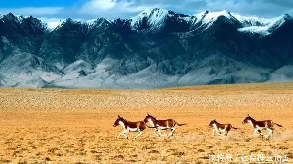 新疆最极致的景观诱惑，天山深处最后一片净土，居然是它
