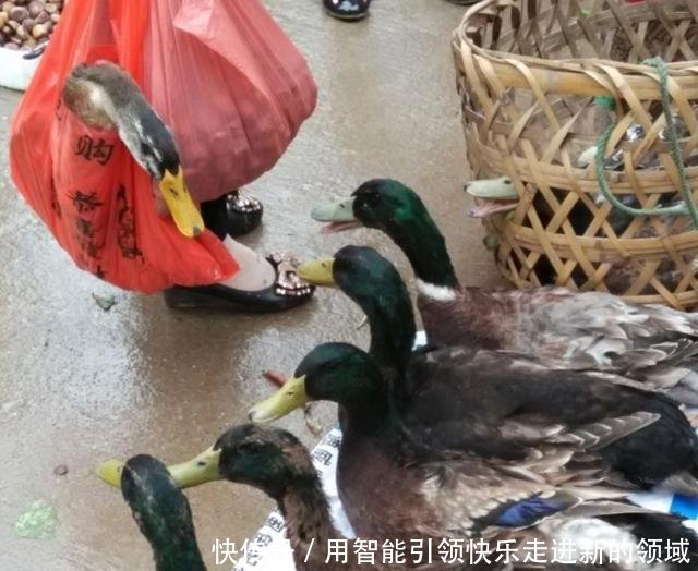  「利润」养殖鸭子周期短，45天就可以出售，利润怎么样