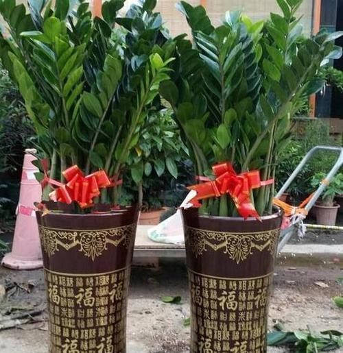  『兴旺』这“4种”“吉祥花”，家里养一盆，家庭越来越“兴旺”