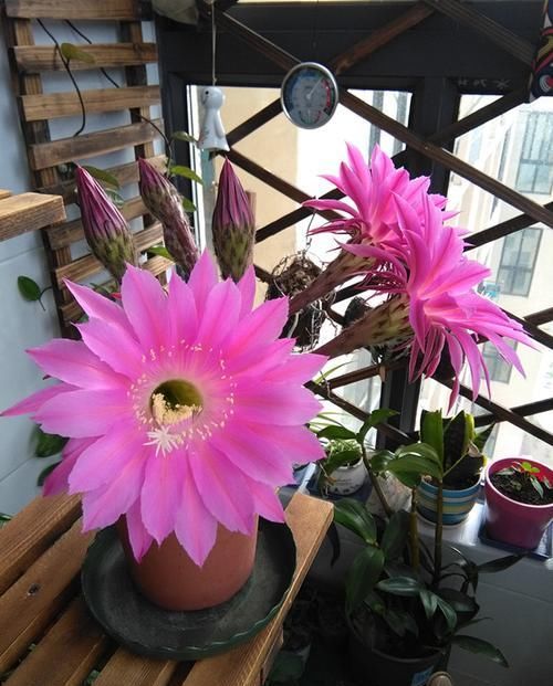  「不妨」家里不妨养这四款花，花色妖艳，花开满院飘香，花色绚丽夺目