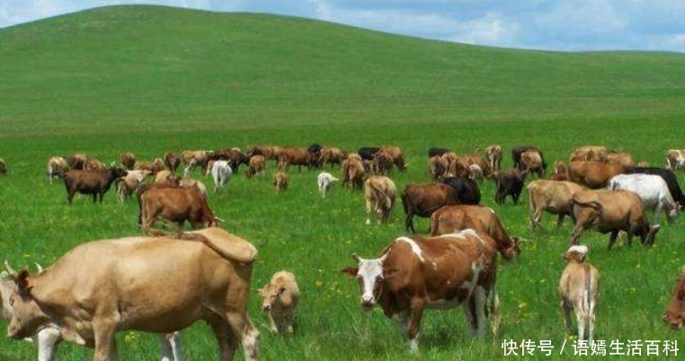  「出名」农村一种动物，以前并不出名，现在养殖一年纯利润超过2